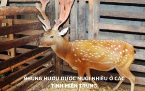 Nhung Hươu được nuôi nhiều ở Nghệ An, Hà Tĩnh